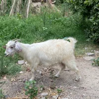 بز عنبراباد