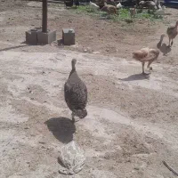 بوقلمو بزرگ یک عدد مرغ با جوجه ۲۰عدد