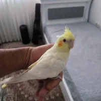 لوتینو گلباقالی