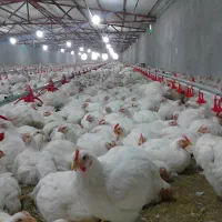 اجاره یک واحد مرغداری گوشتی ۲۵۰۰۰قطعه ای