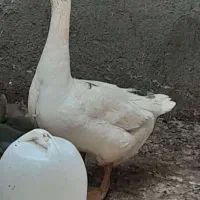 غاز و خروس لاری