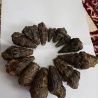 فروش ۱۴ عدد عرج (فسیل) زیبا|کلکسیون اشیاء عتیقه|خرم‌آباد, |دیوار