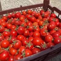 گوجه گیلاسی فله ای|خوردنی و آشامیدنی|تهران, صادقیه|دیوار