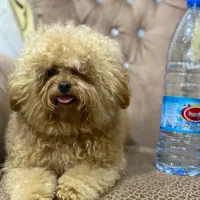 تاینی پودل ماده خاص|سگ|تهران, زعفرانیه|دیوار