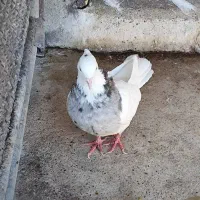 نر سید زرد|پرنده|شوشتر, |دیوار