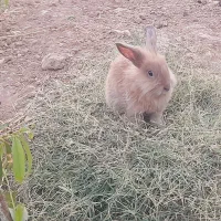 خرگوش لوپ طلایی