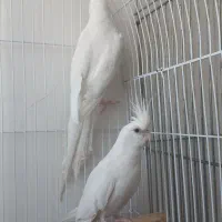 عروس هلندی|پرنده|قم, دروازه ری|دیوار