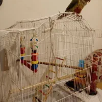 طوطی رام دستی گرینچیک دون خور|پرنده|ری, حمزه‌آباد|دیوار