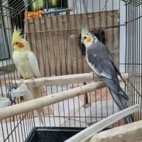 جفت عروس هلندی نرو ماده۲ ساله