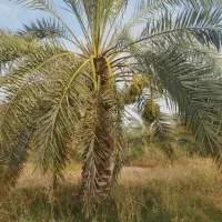 رطب و خارک برحی و بریم