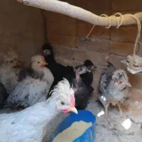 جوجه رنگی محلی|حیوانات مزرعه|جوادآباد, |دیوار