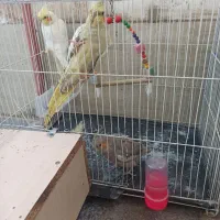 عروس هلندی