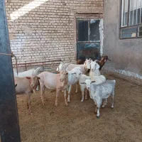 بزسانن اصلی