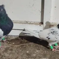 کله سیاه نرماده|پرنده|مرودشت, فرهنگ|دیوار