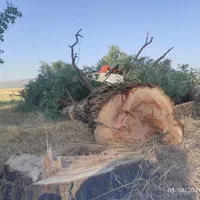 خرید و قطع درخت و چوب|خدمات باغبانی و درختکاری|کرمانشاه, |دیوار