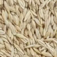 بذر جو  محلی درجه یک