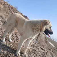 سگ گله|سگ|قوچان, |دیوار