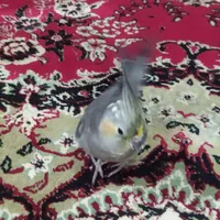 عروس هلندی نر بالغ|پرنده|تربت جام, کاریز نو سفلی|دیوار
