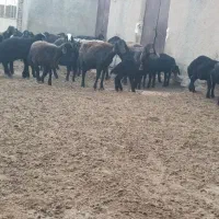 میش وبره افشاری|حیوانات مزرعه|رزن, |دیوار