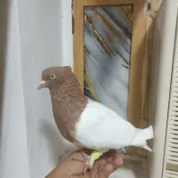 کبوتر کله زرد پرتقالی