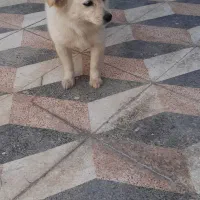 سگ اشپیتز ماده یکساله