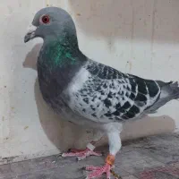 تعدادی کفتر|پرنده|شیراز, محراب|دیوار