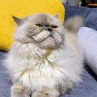 گربه هیمالین یک ساله|گربه|بندرعباس, |دیوار