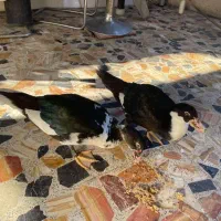 فروش دو عدد اردک نر خارجی  روسی یا اسرائیلی