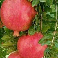 پیشفروش نهال انار ساوه