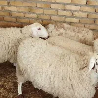 فروش فوری گوسفند جوان برای عقیقه از راسی ۳۳ تومان