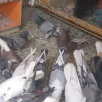 کفتر پرشی|پرنده|دماوند, گیلاوند|دیوار