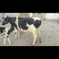 فروش گاو شیری|حیوانات مزرعه|لامرد, |دیوار