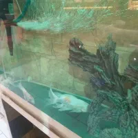 آکواریوم همراه ماهی باتمام لوازم و پایه متحرک