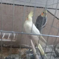 چند عدد مرغ عشق و عروس|پرنده|خمینیشهر, |دیوار