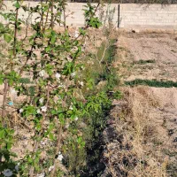 باغ|فروش خانه و ویلا|آذرشهر, |دیوار