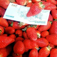 توت فرنگی|عمده‌فروشی|همدان, |دیوار