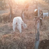 بز ابستن|حیوانات مزرعه|شاهرود, |دیوار