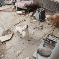 سگ شناسنامه دار