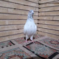 کفتر نر|پرنده|اصفهان, کوی امیریه|دیوار