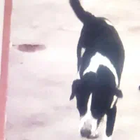 گمشده