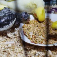 جوجه عروس پاریس 24روزهه نرم خور