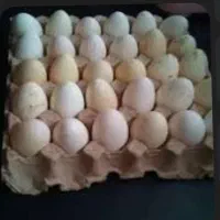 تخم بوقلمون نطفه دار و خوراکی