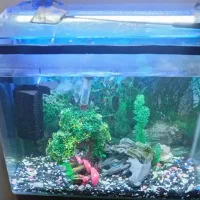 شیشه آکواریوم شرکتی خم|ماهی|تهران, قناتکوثر|دیوار