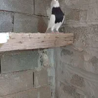 طوقی سیاه|پرنده|امیدیه, |دیوار