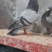 کفترآلمانی مسافتی|پرنده|گلبهار, شهر جدید گلبهار|دیوار