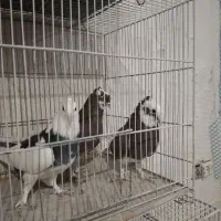 کفترپرشی|پرنده|قم, قلعه کامکار|دیوار