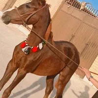 کره مادیون ۳سال کره شوخان مروتی