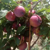 س ر ط ا ن معده