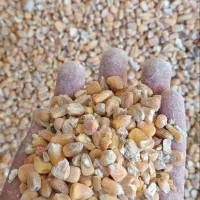 فروش ذرت دامی