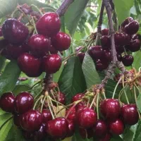 نهال گیلاس قرمز